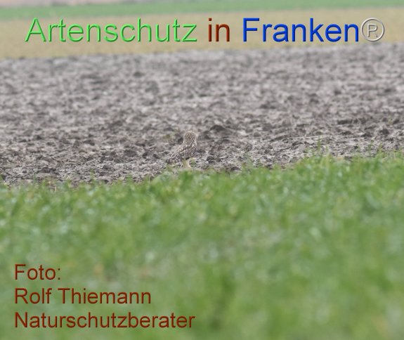 Copyright AiF Rolf Thiemann Bild zum Eintrag (81097-160)