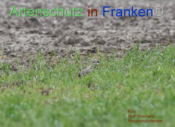 Copyright AiF-Rolf Thiemann Bild zum Eintrag (81098-160)