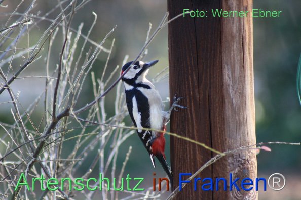 Copyright AiF Werner Ebner Bild zum Eintrag (81165-160)