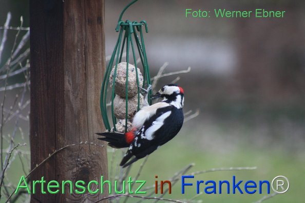 Copyright AiF Werner Ebner Bild zum Eintrag (81166-160)