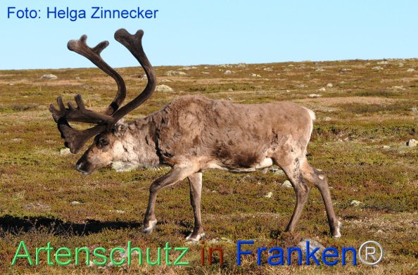 Copyright AiF - Helga Zinnecker Bild zum Eintrag (81180-160)