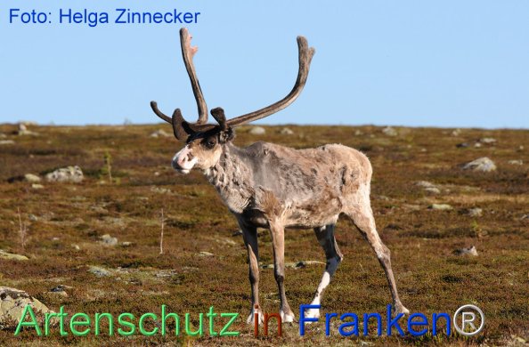 Copyright AiF - Helga Zinnecker Bild zum Eintrag (81181-160)