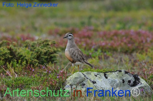 Copyright AiF - Helga Zinnecker Bild zum Eintrag (81202-160)