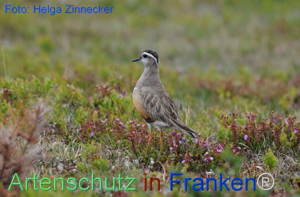 Copyright AiF - Helga Zinnecker Bild zum Eintrag (81203-160)