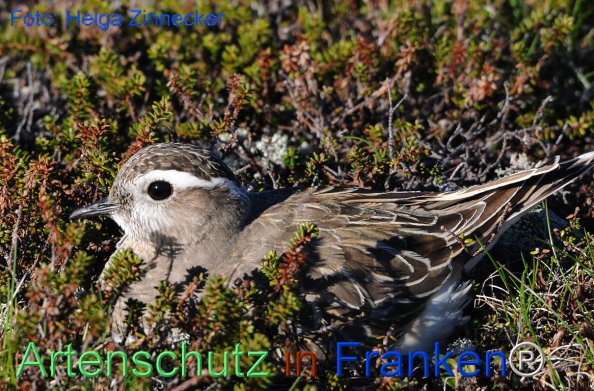 Copyright AiF - Helga Zinnecker Bild zum Eintrag (81205-160)