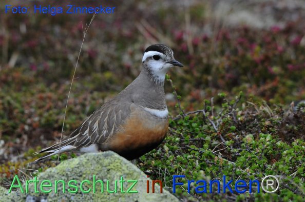 Copyright AiF - Helga Zinnecker Bild zum Eintrag (81214-160)