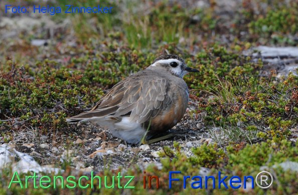 Copyright AiF - Helga Zinnecker Bild zum Eintrag (81215-160)