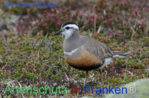 Copyright AiF - Helga Zinnecker Bild zum Eintrag (81216-160)