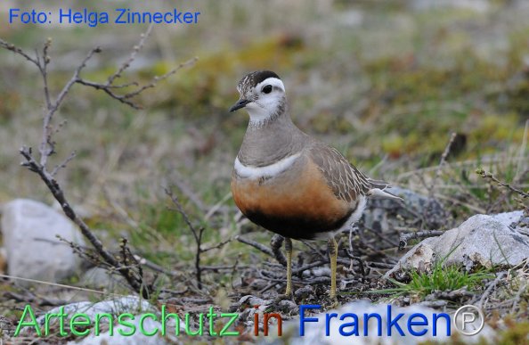 Copyright AiF - Helga Zinnecker Bild zum Eintrag (81217-160)