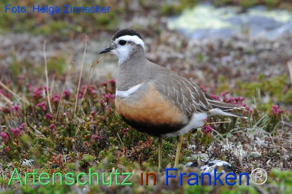 Copyright AiF - Helga Zinnecker Bild zum Eintrag (81219-160)