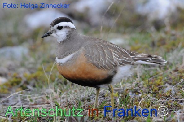 Copyright AiF - Helga Zinnecker Bild zum Eintrag (81220-160)