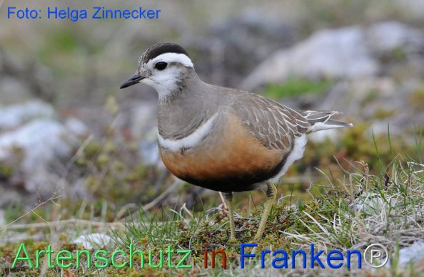 Copyright AiF - Helga Zinnecker Bild zum Eintrag (81223-160)