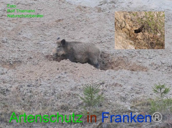Copyright AiF-Rolf Thiemann Bild zum Eintrag (81377-160)
