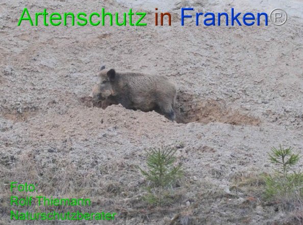 Copyright AiF Rolf Thiemann Bild zum Eintrag (81379-160)