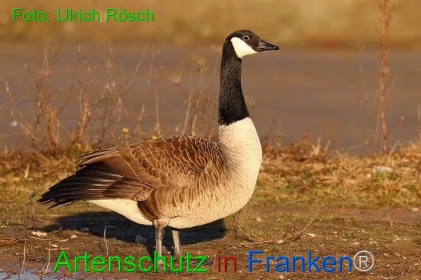 Copyright AiF Ulrich Rösch Bild zum Eintrag (81408-160)