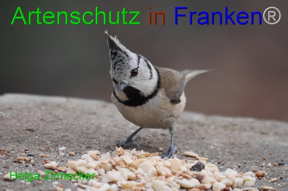 Copyright AiF - Helga Zinnecker Bild zum Eintrag (81489-160)