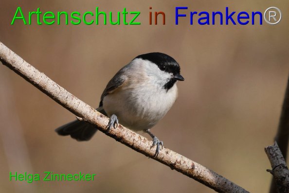 Copyright AiF - Helga Zinnecker Bild zum Eintrag (81507-160)