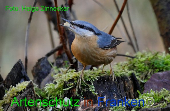 Copyright AiF - Helga Zinnecker Bild zum Eintrag (81513-160)