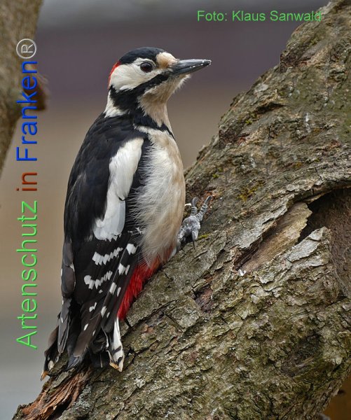 Copyright AiF - Klaus Sanwald Bild zum Eintrag (81601-160)