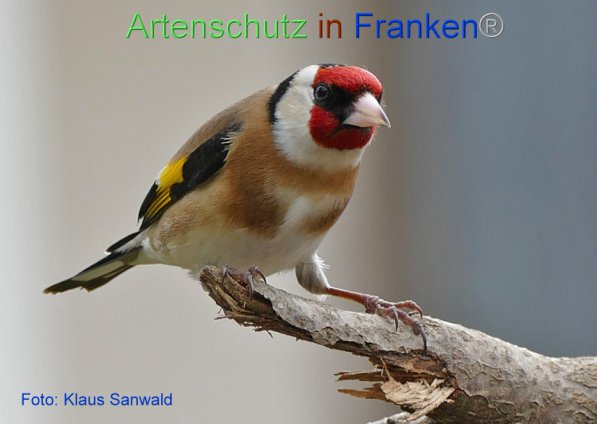 Copyright AiF - Klaus Sanwald Bild zum Eintrag (81607-160)