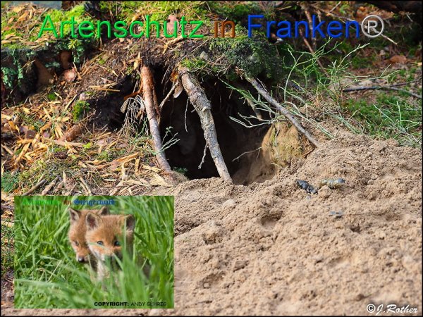 Copyright AiF rother / gehrig - collage Bild zum Eintrag (81884-160)