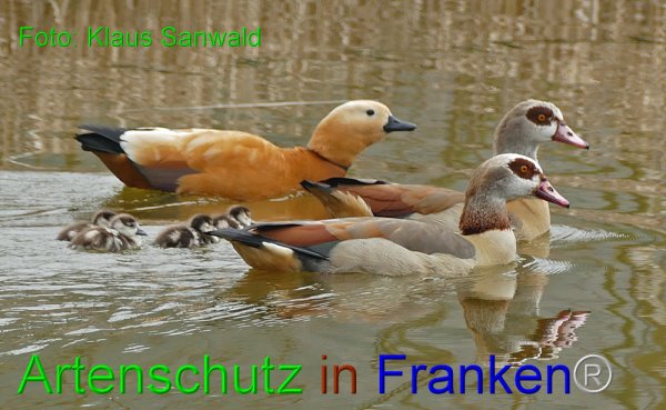 Copyright AiF - Klaus Sanwald Bild zum Eintrag (81922-160)