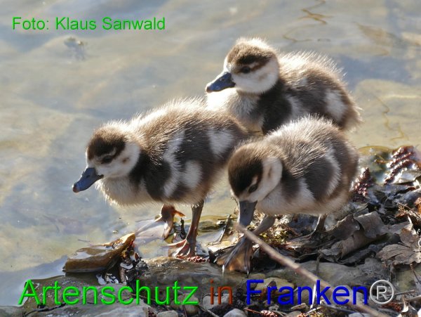 Copyright AiF - Klaus Sanwald Bild zum Eintrag (81924-160)