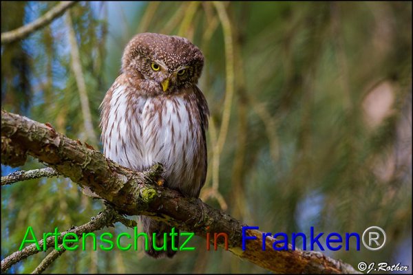 Copyright AiF Johannes Rother Bild zum Eintrag (82184-160)