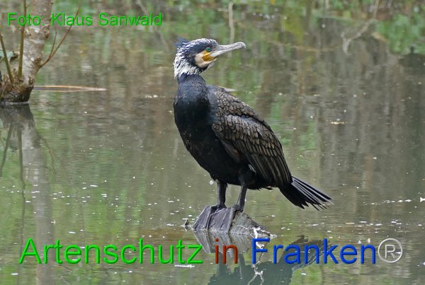 Copyright AiF - Klaus Sanwald Bild zum Eintrag (82225-160)