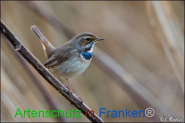 Copyright AiF Johannes Rother Bild zum Eintrag (82230-160)