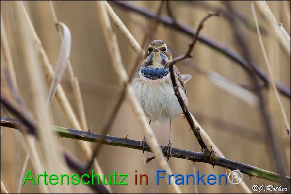 Copyright AiF Johannes Rother Bild zum Eintrag (82231-160)