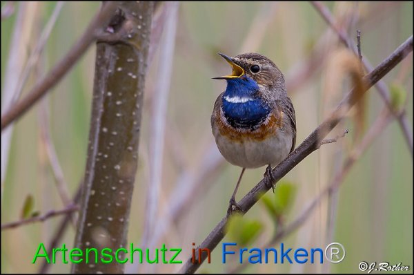 Copyright AiF Johannes Rother Bild zum Eintrag (82232-160)