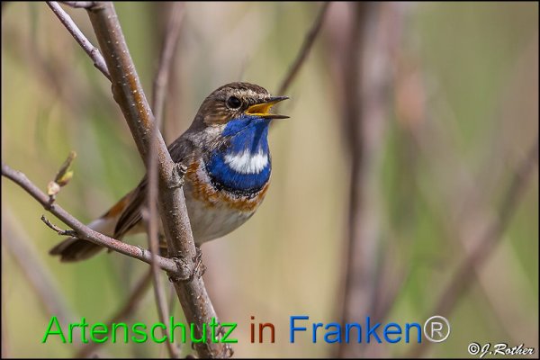 Copyright AiF Johannes Rother Bild zum Eintrag (82233-160)