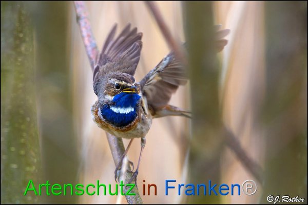 Copyright AiF Johannes Rother Bild zum Eintrag (82235-160)