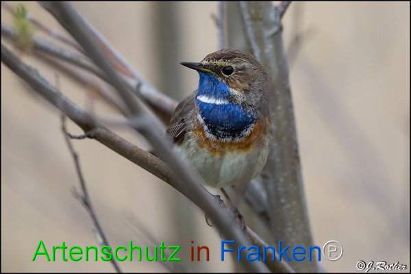 Copyright AiF Johannes Rother Bild zum Eintrag (82238-160)