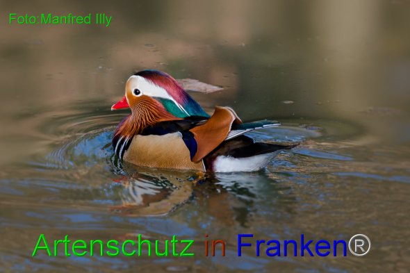 Copyright AiF Manfred Illy Bild zum Eintrag (82264-160)