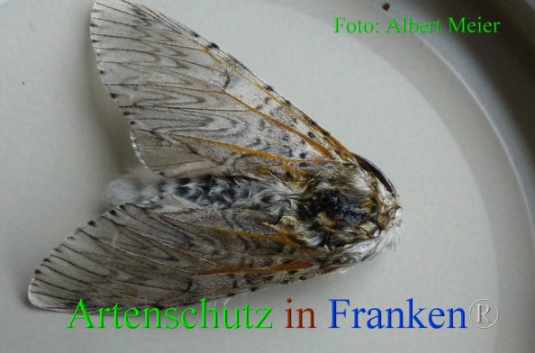 Copyright AiF - Albert Meier Bild zum Eintrag (82282-160)