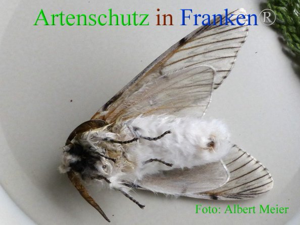 Copyright AiF - Albert Meier Bild zum Eintrag (82283-160)