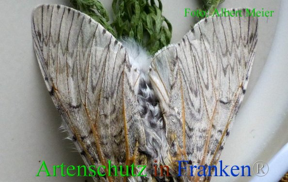 Copyright AiF - Albert Meier Bild zum Eintrag (82284-160)