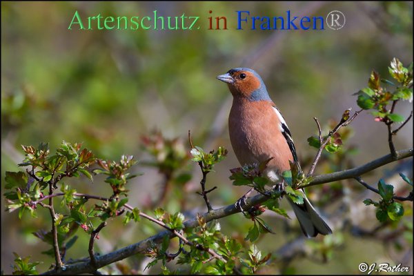 Copyright AiF Johannes Rother Bild zum Eintrag (82321-160)