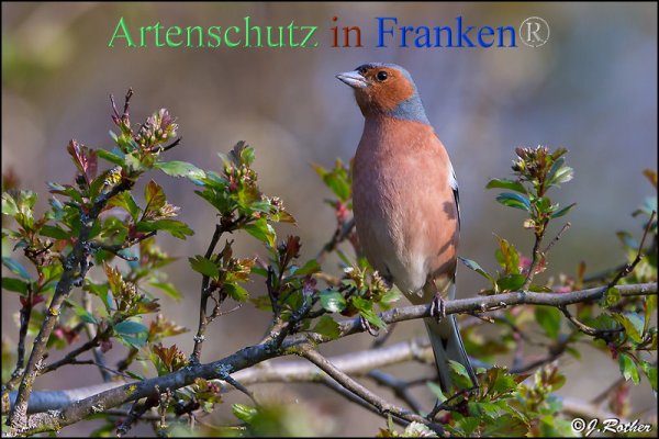 Copyright AiF Johannes Rother Bild zum Eintrag (82322-160)