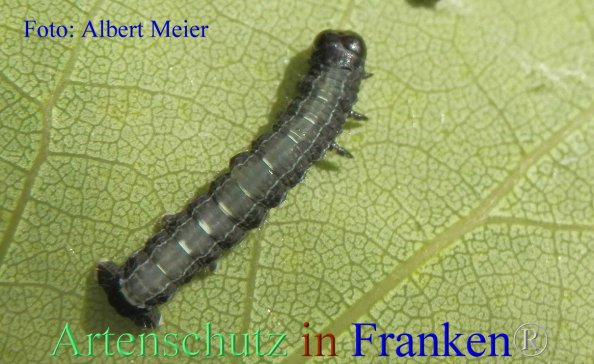 Copyright AiF - Albert Meier Bild zum Eintrag (82350-160)