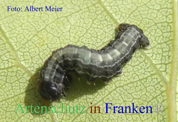 Copyright AiF - Albert Meier Bild zum Eintrag (82351-160)