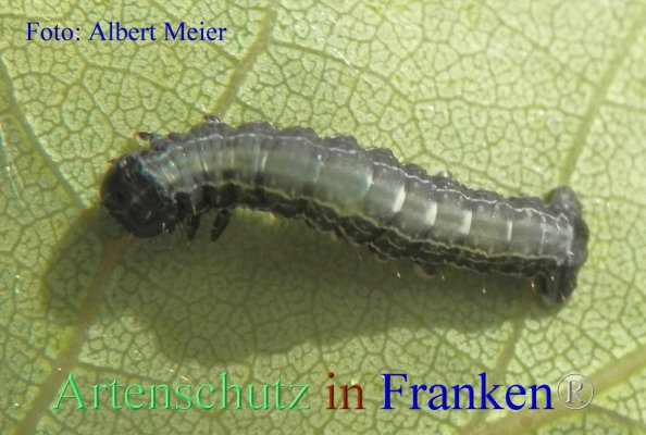 Copyright AiF - Albert Meier Bild zum Eintrag (82352-160)