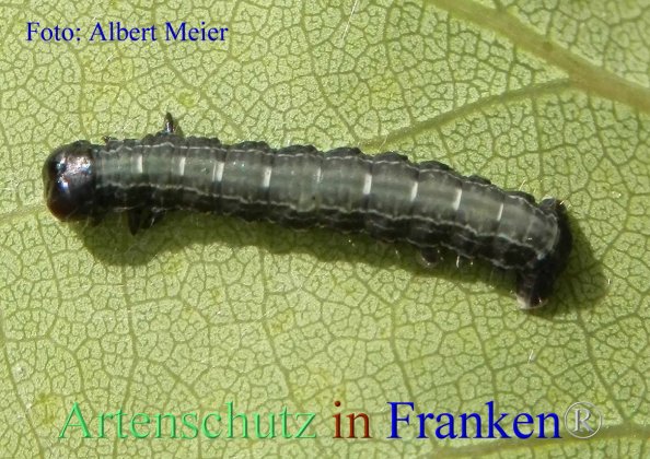 Copyright AiF - Albert Meier Bild zum Eintrag (82353-160)