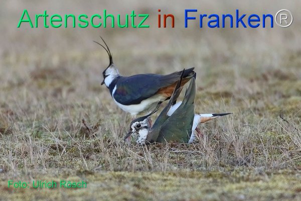 Copyright AiF Ulrich Rösch Bild zum Eintrag (82371-160)