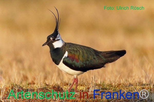 Copyright AiF Ulrich Rösch Bild zum Eintrag (82372-160)