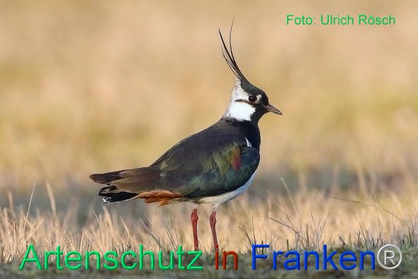 Copyright AiF Ulrich Rösch Bild zum Eintrag (82373-160)