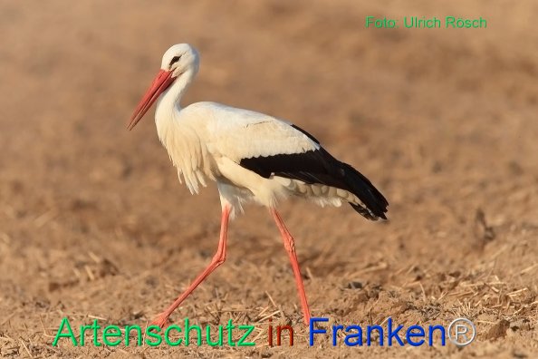 Copyright AiF Ulrich Rösch Bild zum Eintrag (82377-160)