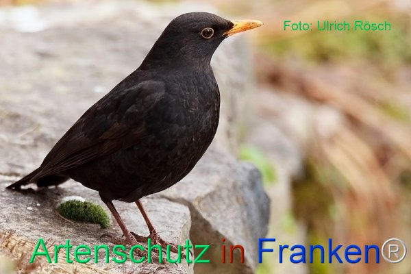 Copyright AiF Ulrich Rösch Bild zum Eintrag (82387-160)